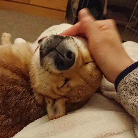 ペット用ウエットティッシュのオススメ 今日の柴ちゃん38 見えない何かと戦うブログ 毎日のわくわくの正体 ペット用ウエットティッシュのオススメ 今日の柴ちゃん38 見えない何かと戦うブログ 毎日のわくわくの正体