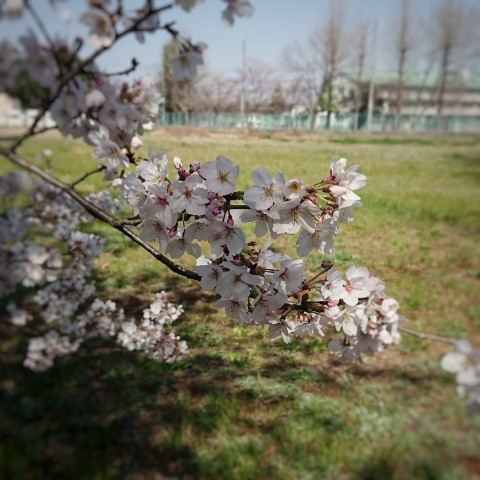 f:id:boccadileone:20210326132617j:plain