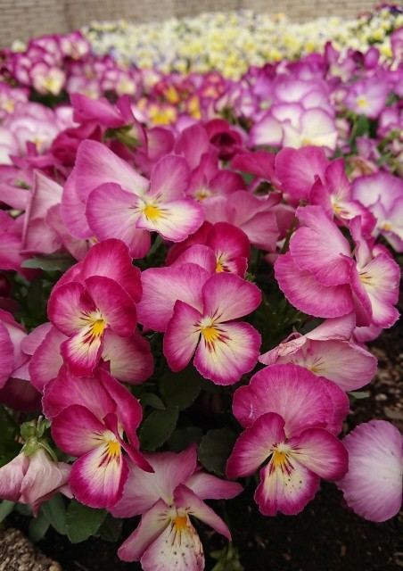 f:id:boccadileone:20210331185849j:plain