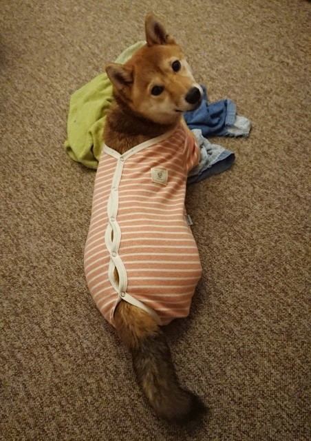 避妊手術の術後着の試着 ツチノコみたいな柴犬 今日の柴ちゃん69 見えない何かと戦うブログ 毎日のわくわくの正体