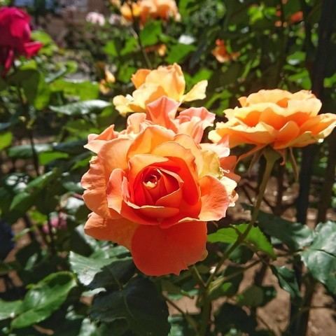 f:id:boccadileone:20210511190140j:plain