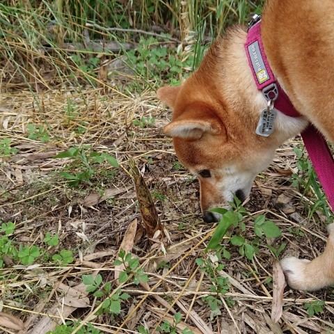 f:id:boccadileone:20210601140949j:plain