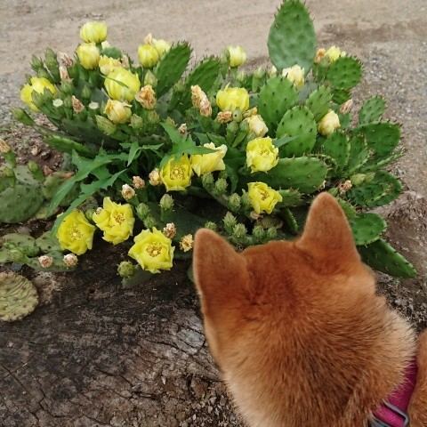 f:id:boccadileone:20210601141029j:plain