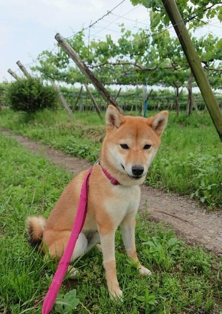 f:id:boccadileone:20210601141232j:plain