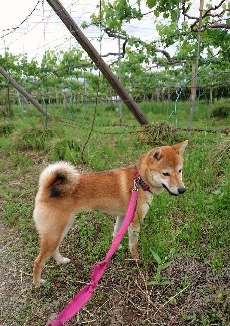 f:id:boccadileone:20210601141311j:plain