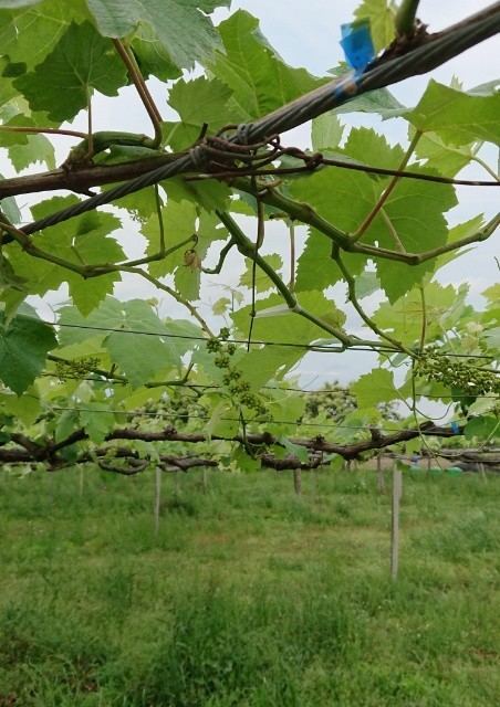 f:id:boccadileone:20210601141359j:plain