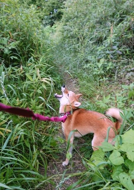 f:id:boccadileone:20210601141610j:plain