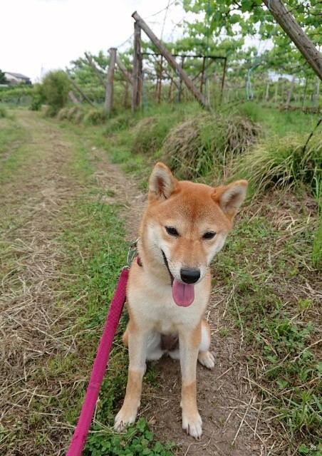 f:id:boccadileone:20210601141815j:plain