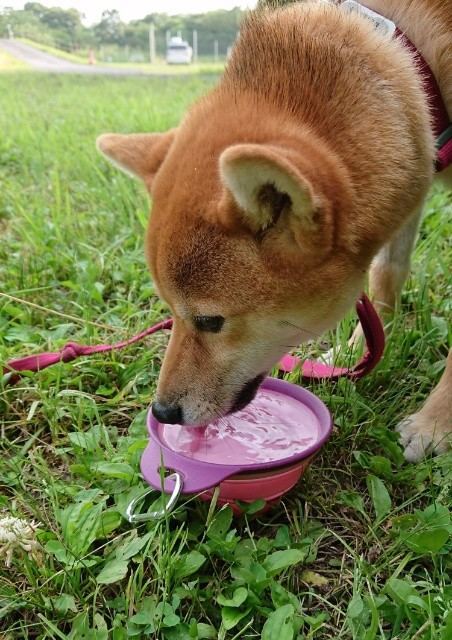 f:id:boccadileone:20210601143612j:plain