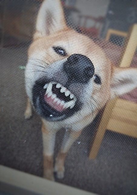 f:id:boccadileone:20210608135437j:plain