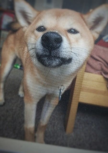 f:id:boccadileone:20210608141330j:plain