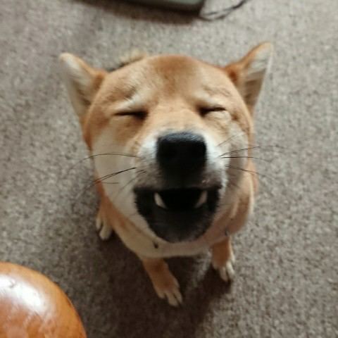 f:id:boccadileone:20210613093038j:plain