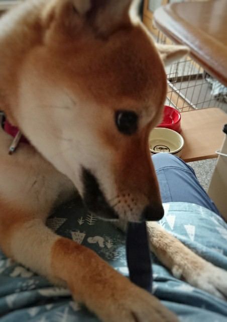 f:id:boccadileone:20210613093430j:plain