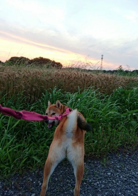 f:id:boccadileone:20210613094711j:plain