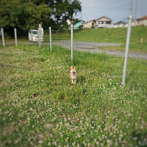 f:id:boccadileone:20210616113308j:plain