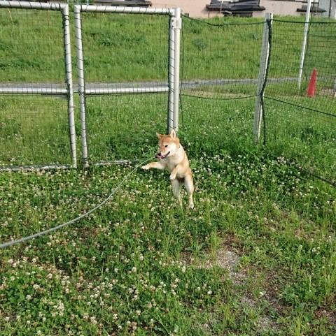 f:id:boccadileone:20210616113528j:plain