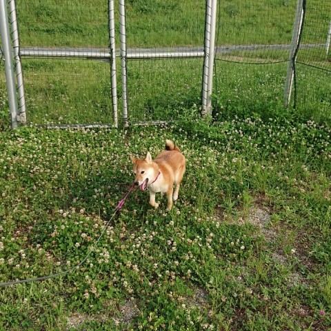 f:id:boccadileone:20210616113611j:plain