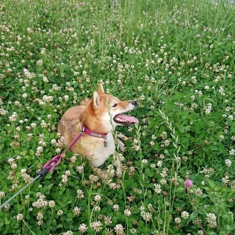 f:id:boccadileone:20210616113654j:plain