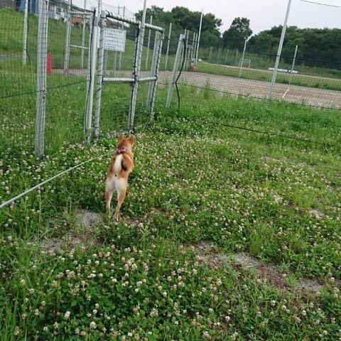 f:id:boccadileone:20210616113728j:plain