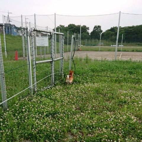 f:id:boccadileone:20210616113819j:plain