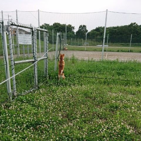 f:id:boccadileone:20210616113857j:plain