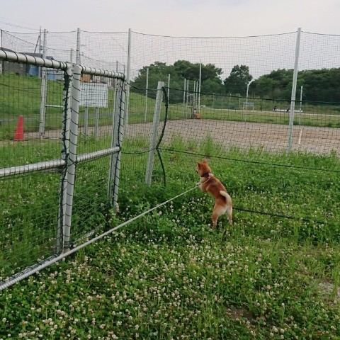 f:id:boccadileone:20210616114028j:plain