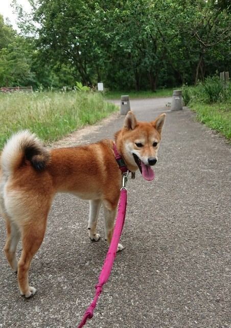 f:id:boccadileone:20210616114349j:plain