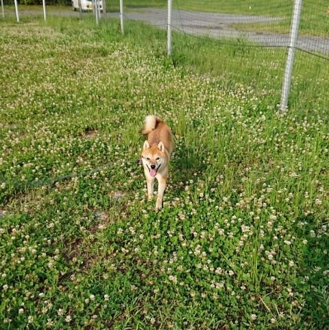 f:id:boccadileone:20210616114639j:plain