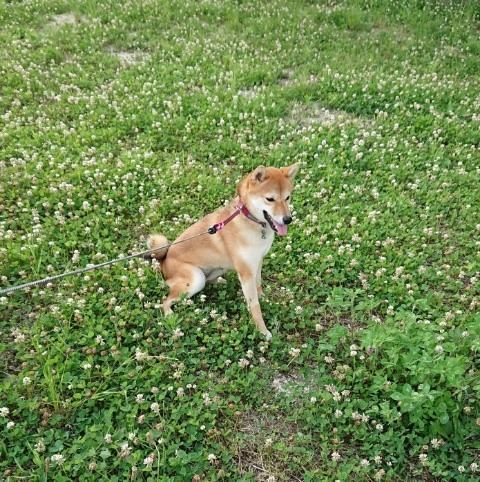 f:id:boccadileone:20210616114731j:plain