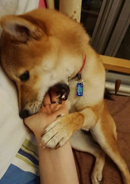 f:id:boccadileone:20210616115136j:plain