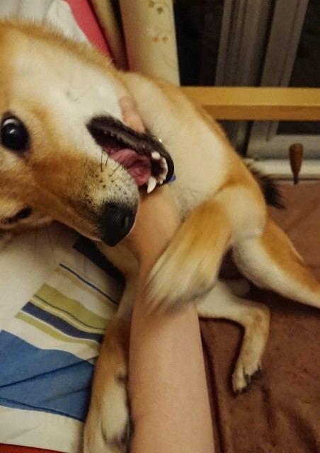 f:id:boccadileone:20210616115207j:plain