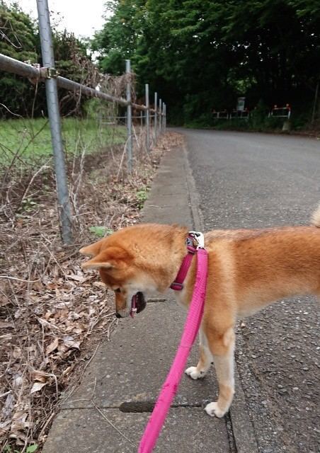 f:id:boccadileone:20210616195226j:plain