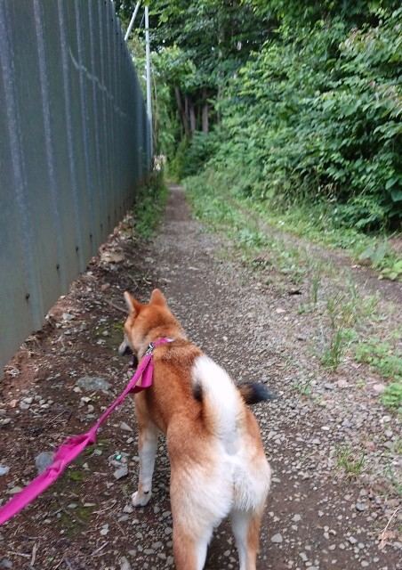 f:id:boccadileone:20210616195547j:plain