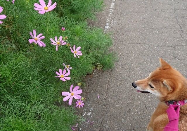 f:id:boccadileone:20210616195837j:plain