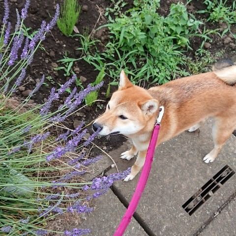 f:id:boccadileone:20210616195932j:plain