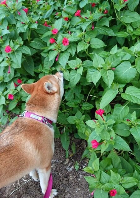 f:id:boccadileone:20210616200024j:plain