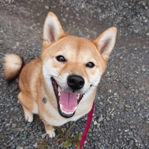 f:id:boccadileone:20210616200122j:plain