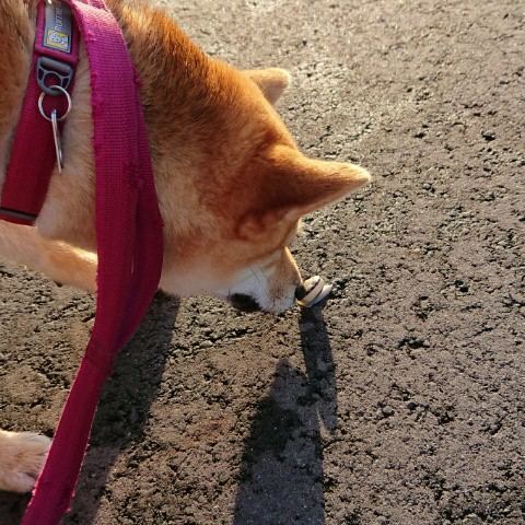 f:id:boccadileone:20210618201854j:plain