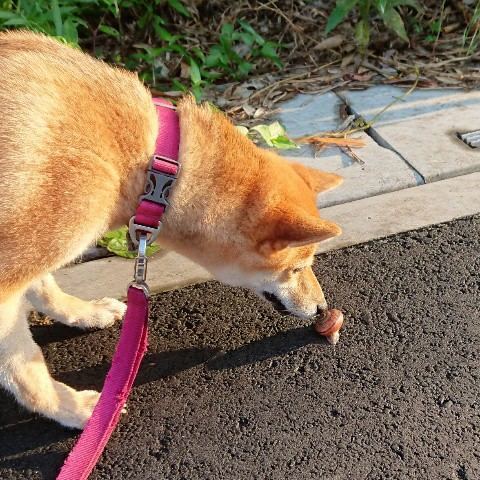 f:id:boccadileone:20210618202342j:plain