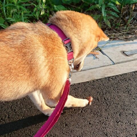 f:id:boccadileone:20210618202454j:plain