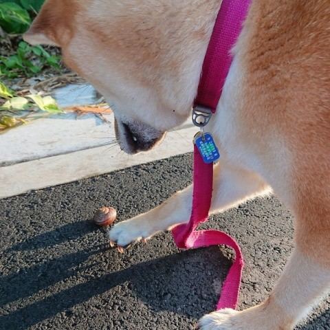 f:id:boccadileone:20210618220434j:plain