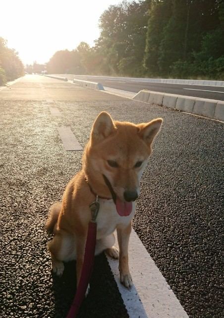 f:id:boccadileone:20210618221404j:plain