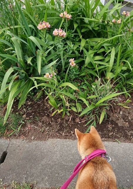 f:id:boccadileone:20210703014010j:plain