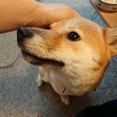 f:id:boccadileone:20210722173612j:plain