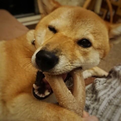 f:id:boccadileone:20210907120907j:plain