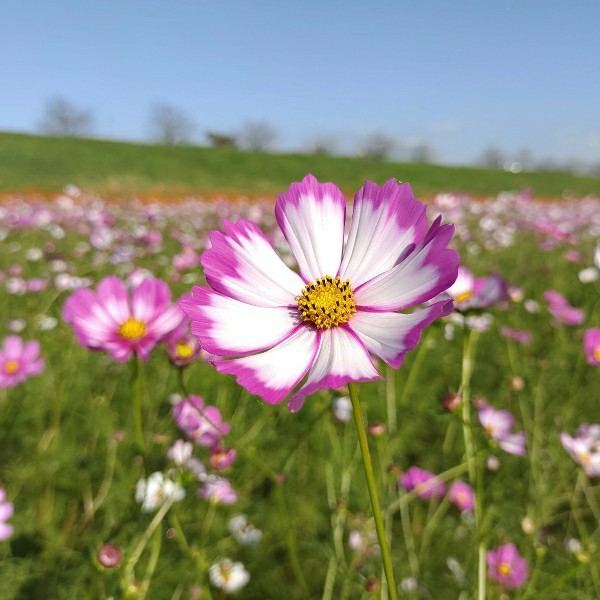 f:id:boccadileone:20211005004108j:plain