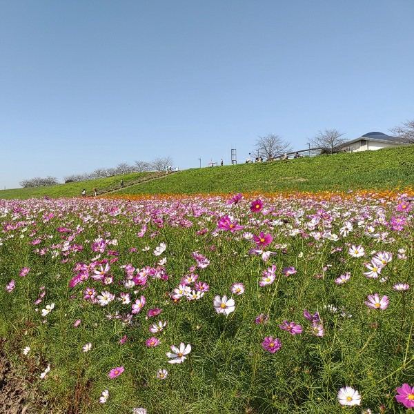 f:id:boccadileone:20211005004257j:plain