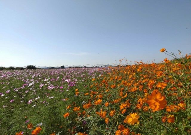 f:id:boccadileone:20211005004501j:plain