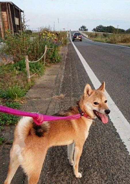 f:id:boccadileone:20211112164137j:plain