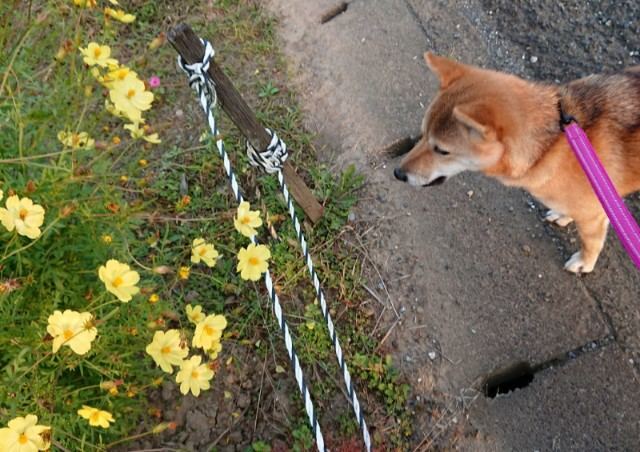 f:id:boccadileone:20211112164237j:plain